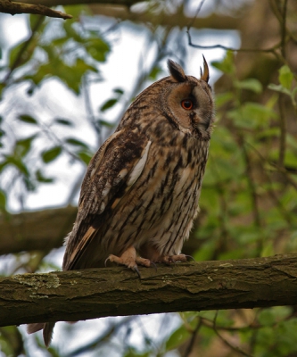 Hij/zij zit regelmatig aan de rand van het bos, en vandaag was de foto goed gelukt