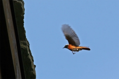 Vorig jaar dit leuke en mooie vogeltje in Zwitserland kunnen fotograferen terwijl die op zoek was naar insectjes. 
Nog een paar dagen en dan gaan we weer, en, ondanks dat het meer een rust dan vogel/fotografie vanktie word, hoop ik weer met wat leuke plaatjes van o.a. dit vogeltje thuis te komen.