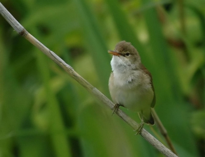 Voor mij als beginnende vogelaar een heidens karwij. Tussen al dat riet en twijgjes de Karekiet scherp en vrij in beeld op de foto te krijgen. Anderen lukt het heel goed, dus maar blijven proberen.