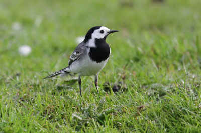 F5.6 ,400mm ,  iso 250 , 1/500 sec , geen statief
Deze foto in de ochtend genomen.