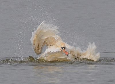 Ook zwanen moeten zich eens wassen en deze was daar heel fanatiek in, je kunt nog net zien dat het een zwaan is.