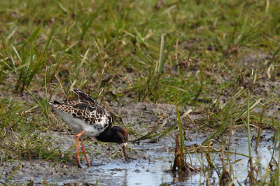 Geweldig om weer wat kemphanen in de polder tezien, het water heeft lang hoog gestaan , zodat het nu lekker nat is en veel te eten.