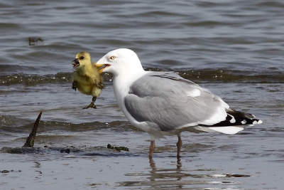 Zilvermeeuw grijpt jonge Grauwe Gans. Gebeurde vlak naast ons, terwijl we naar de Brilzee-eend stonden te kijken.