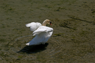 Ook deze is nog van vorig jaar uit Zwitserland. 
Op een meer waar het zwart zag van de meerkoeten besloot deze zwaan om eens een half uurtje pal voor de hut te gaan poetsen.
Daar moet je wel een foto van maken...!