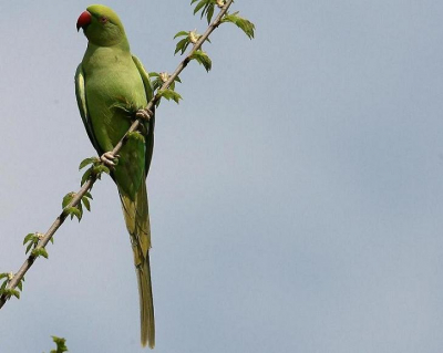 Deze kwam plots uit het niets aangevlogen en landde op een takje  een redelijke afstand van mij verwijderd.
Ok een exoot, maar toch een mooie vogel