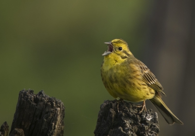 Deze geelgors zong uit volle borst in de vroege ochtend, om een partner te lokken die het vrije paaltje zou komen bezetten.