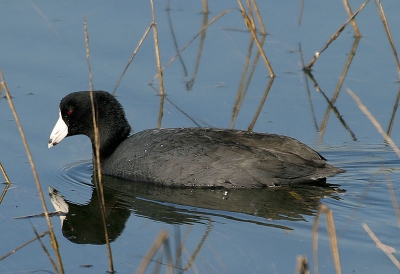 <i class='fa fa-user'></i> Peter Vercruijsse | Amerikaanse Meerkoet  <i class='fa fa-eye'> 253</i>  <i class='fa fa-thumbs-up'> 1</i>   <i class='fa fa-comment-o'> 0</i>