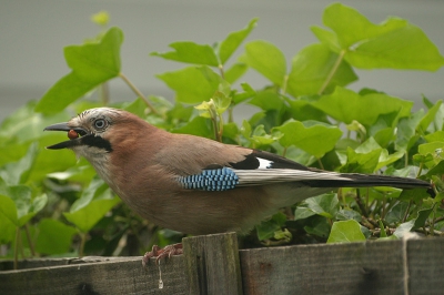 Zat op z'n gemak een pinda te eten op het tuinhek. Door het raam geschoten. Meer in persoonlijk album.