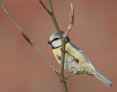 Ook dit jaar weer een nestelende pimpelmees in mijn tuin.Het blijven prachtige beestjes om te fotograferen!