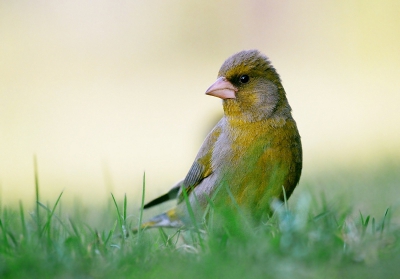 I was lying hidden on the ground when Greenfinch was feeding. Distance is about 1.8m