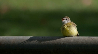 Driving around East Point in Darwin I came across this cute little bird. I stayed in the car and took the photo.