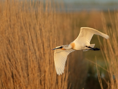 Het was weer mooi bij het Lauwersmeer, ondanks de mindere weersvoorspellingen die uiteindelijk voor vrijdag meevielen, leuke foto's kunnen maken. Twee volwassen Lepelaars fourageerden langszaam naar de kijkhut, helaas werden ze verstoord door een man met 2 kinderen en een hond, die al fietsend en met luid kabaal tot aan de hut aankwamen. Ze vlogen weg en gingen 100 meter verder in het riet. Nadat de bewuste man was vertrokken, vlogen ze even later op uit het riet en heb toch nog een mooie vluchtopname kunnen maken.