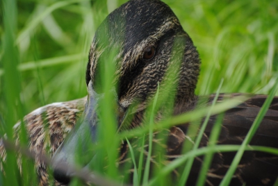 Hierbij mijn eerste foto op BP. Ik ben al wel korte tijd lid van NP maar ik had tot nu toe nog niet echt vogelfoto's kunnen maken die enigszins voldoen aan de eisen/kwaliteit hier op BP.
Deze 'Wilde' eend vrouw kwam zo dicht naar mij toe dat ik er een foto van kon maken wat geen zoekplaatje is. Op de meeste van mijn foto's waren de vogels zo klein dat je ze nauwelijks zag.
Ik vind de foto zelf wel spannend maar ook ergens wel vertederend.
Kortom, mijn eerste foto op BP. Ik ben benieuwd wat jullie er van zeggen!;)