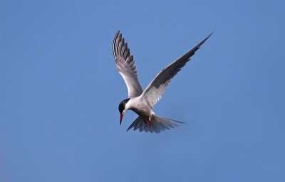 Redelijk zonnig weer gisteren en deze in de achtersluispolder geschoten.
Zeer behendig en snel vogeltje er is ook maar 1 foto helaas redelijk gelukt.
Lijkt mij een soort meeuw dacht ik zo.