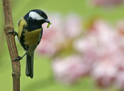 De jongen zijn net uit en dan wordt het af en aan vliegen met lekkere wormpjes. Ze hebben het er maar druk mee.