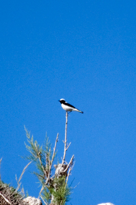 Dit vogeltje was, samen met een iets minder zwart/witte partner, druk bezig te nestelen in een rots aan het strand van Lentas op Zuid-Kreta. Ze vlogen af en aan, en zongen de hele dag luidkeels. In mijn vogelboeken kan ik - alweer - niet vinden welke vogel dit zou kunnen zijn...