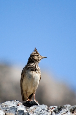 Een kuifleeuwerik, die ons 's morgens met luid gezang begroette, en niet bang was, waardoor ik  - met mijn 'slechts' 200 mm objectief - ook eens een close-up foto kon maken...