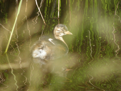 deze dodaars zat eerst tussen het riet en liet zich daarna erg mooi fotograferen. alleen wat jammer van het riet.