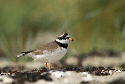 Zaterdag met Eddie een kijkje genomen op het strandje en er waren verschillende soorten aanwezig. Maar deze was nieuw voor mij.