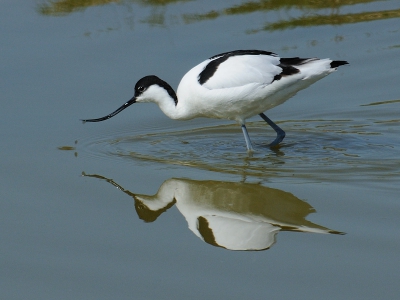 Nog een Kluut met weerspiegeling. Kluten zijn op bepaalde plekken op Texel goed van dichtbij te fotograferen. Dit had ik nog niet eerder meegemaakt bij deze mooie vogels.