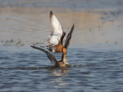 Nog een uit de serie ijslandse grutto vechtend met wijfje grutto, rustig wachten met 400 mm van statief