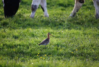 Hollands genieten