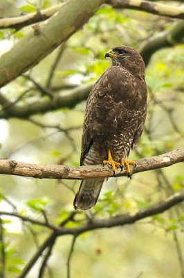 Het was een druilerige dag en ik had eigenlijk niet veel tijd om erop uit te trekken, maar dat is niet te onderdrukken ...dus zelfs al heb je maar anderhalf uur dan is het de moeite waard. Vrij in de buurt een buizerd stel met nest waarvan hier (denk ik) het mannetje te zien is. Toen het begon te regenen ging het vrouwtje op het nest zitten (helaas te laag).