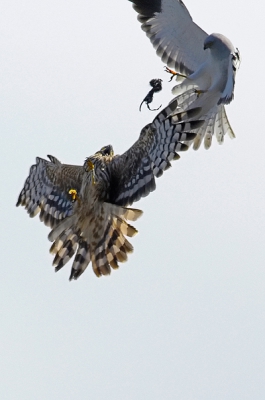 Lang geaarzeld of ik deze foto hier zou plaatsen,technisch kan hij beter maar als gedragsfoto vind ik hem wel geslaagd en gedrag probeer ik in foto's vast te leggen.Deze foto heb ik genomen in de baltstijd en het is misschien wel leuk om te vertellen dat ze nu ,waarschijnlijk,op eieren zit.........beloofd nog wat voor als er jongen komen.