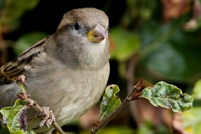 Wederom een muisje in mijn tuin. Lekker dichtbij. Blijft mooi om de veren zo goed te zien