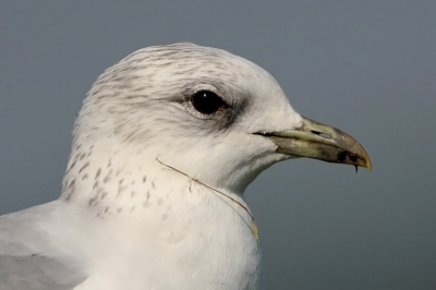 Zomaar. Gewoon een leuke close up van deze kok meeuw. Wel is het een 40% crop