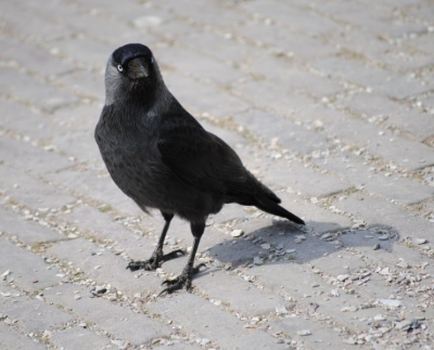 Ik heb me laatst een tijdje vermaakt met de Kauwen bij het Zuiderzeemuseum. Ik vind Kauwen erg leuke vogels om te fotograferen. Totaal niet schuw, juist brutaal. Met hun intelligente kopjes en blauwe oogjes.
De setting had beter gekund maar ik ben toch heel blij met de foto dankzij de houding van het Kauwtje.
Ik ben benieuwd of jullie mijn mening delen.