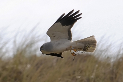 Na een prooi overdracht gaat negen van de tien keer het mannetje wat nestmateriaal halen welke hij naar het nest brengt.........zo ook deze keer