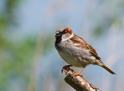 Vanmiddag een uurtje eerder vrij dus toen de tuin maar ingegaan, deze keer niet met een hark maar met mijn camera.
Stil zittend op een stoel en op afgstand van de vogels kon ik deze huismus vastleggen op de plaat.
Vind hem zelf heel goed vanwege de achtergrond kleur ten opzichte van de kleur van de mus zelf.