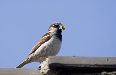 De huismussen hebben jongen, die altijd honger hebben de man brengt hier weer een flinke portie insecten.