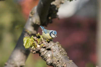 wandelend door grosthuizen zag ik een groepje pimpelmezen eten zoeken voor een boerderij in de bomen, snel de camera van de schouder en een paar mooie foto,s gemaakt