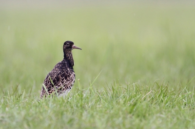 Een boottocht gemaakt door de moerassen. Het brengt je dichter bij veel vogels dan je meestal kunt komen. Wel moeilijk fotograferen vanuit een kano, maar vind deze er mooi opstaan, ook vooral vanwege de rustige achtergrond.