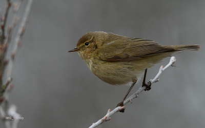 Tjif gefotografeerd in de Westduinen, te Den Haag.
Gefotografeerd met canon 7d icm 500mm. + 1.4x converter.