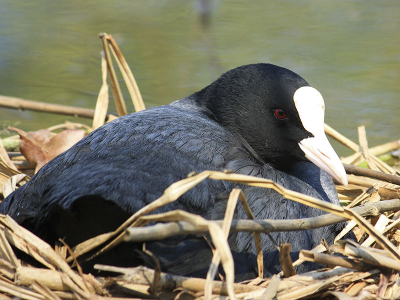 Ik reed met mijn vader op deze zondagochtend langs het Apeldoornskanaal opzoek naar vogels. Met het gevolg van deze mooie en rustige foto.
