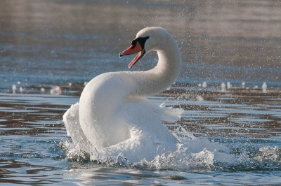 Zeer koude dag. Redelijk helder. Aktie foto van deze Knobbelzwaan die een stevig bad neemt om zich goed schoon te maken (het is van levensbelang voor vogels dat hun veren in top-konditie zijn)