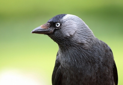 mijn eerste foto hier op birdpix! (spannend!) al staat deze jonge er niet helemaal op, vond ik dit wel een leuke foto.