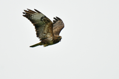 Het arme dier was op de vlucht voor een troep kraaien...Het leven van een roofvogel gaat niet over rozen...