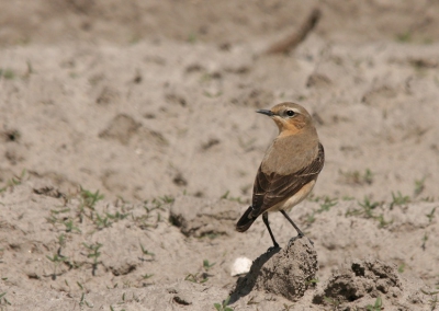 Tijdens een geweldige dag vogels kijken met meer dan 90 soorten en 6 nieuwe soorten voor mijzelf in Nederland. Kwam ik deze foto tegen die ik graag met jullie wil delen.