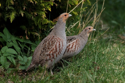 Nadat ik een half jaar geleden enthousiast gemaakt werd voor vogelfotografie door mijn goede vriend pieterbj, zet ik nu mijn eerste foto op birdpix in de hoop dat deze goed genoeg is.
Deze patrijzen doken ineens voor mijn camera op en verdwenen net zo snel weer in het hoge gras. Ik had net genoeg tijd om ze te fotograferern