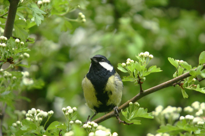 Weer eens wat foto's gemaakt. Dit maal een koolmees in de meidoorn in mijn tuin