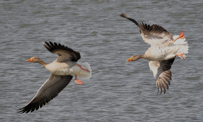 Grauwe ganzen veranderen van waggelende dikkonten in vliegende slagschepen zodra ze gaan vliegen en zijn hun logheid helemaal kwijt. Maar als ze een rivaal achterna zitten lijken het wel gevechtsvliegtuigen.