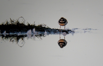 foto gemaakt met digiscoop. wat compositie betreft niet de beste foto maar wat sfeer betreft heeft hij wel wat.