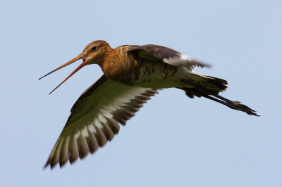 Eindelijk een normale foto van een vliegende grutto, omdat de AF er nogal eens naast zit heb ik deze met de hand gefocussed :)

EOS 300D Sigma 50-500 [1/400s, F8, ISO 100, 320mm]