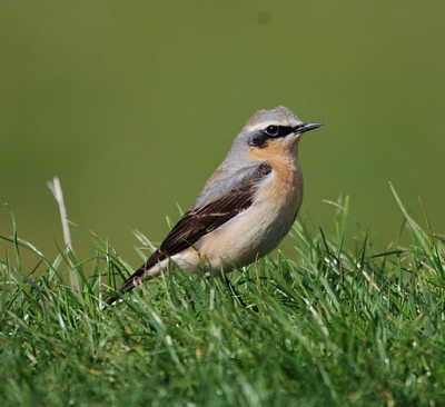 na een heerlijk weekje meivakantie op texel de foto's bewerkt. 

weer een herbeleven van de vakantie.

deze tapuit was 1 van de weinige tapuiten die ik tegenkwam en ook wilde blijven zitten.