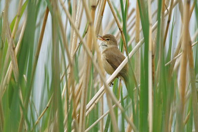 Tijdens het fotofraferen van boerenzwaluwen hoorde ik vanuit de rietkraag voor mij vreemde vogelgeluiden.
Ben op onderzoek uitgegaan maar kon in eerste instantie niet zien wat deze geluiden maakte. Na lang wachten zag ik wat bewegen en kon ik een opname maken door het riet heen. Moest maar hopen dat hij scherp was omdat er veel riet in de weg zat. Het bleek een fitis (denk ik) te zijn. Achteraf is het toch wel een aparte plaat geworden denk ik.