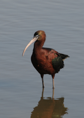 Deze Zwarte Ibis  toont de fraaie kleurschakeringen bij een lage zonnestand aan het eind van de dag.